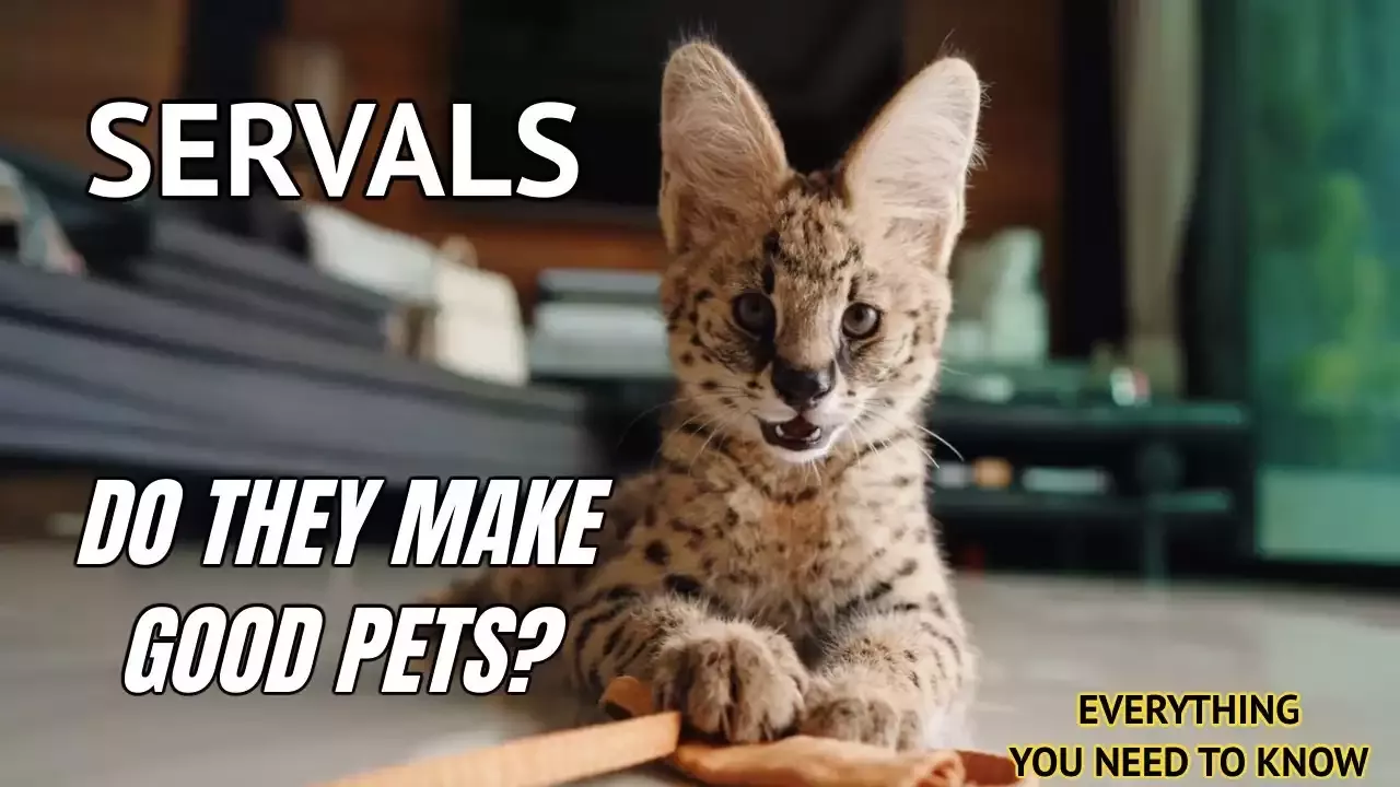 Alles, was Sie über die Adoption eines Servals wissen müssen